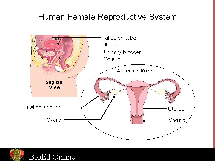 Human Female Reproductive System Fallopian tube Uterus Urinary bladder Vagina Anterior View Sagittal View