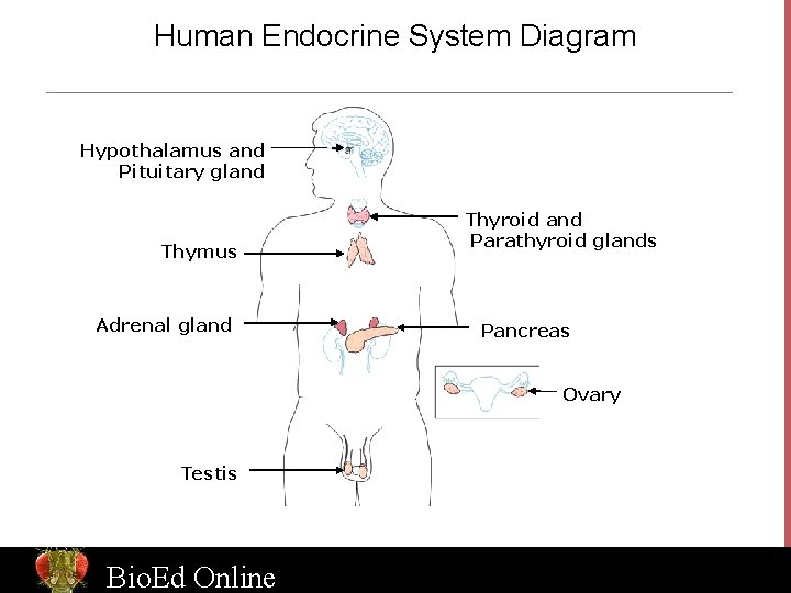 Human Endocrine System Diagram Hypothalamus and Pituitary gland Thymus Adrenal gland Thyroid and Parathyroid