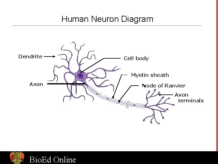 Human Neuron Diagram Dendrite Cell body Myelin sheath Axon Node of Ranvier Axon terminals