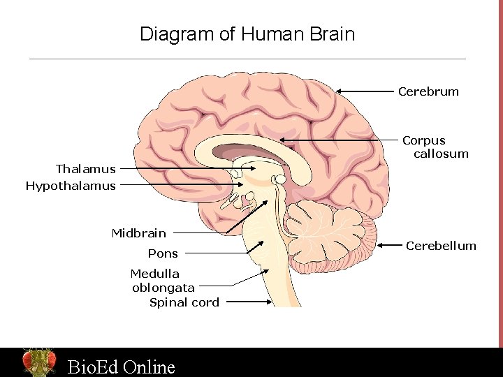 Diagram of Human Brain Cerebrum Corpus callosum Thalamus Hypothalamus Midbrain Pons Cerebellum Medulla oblongata