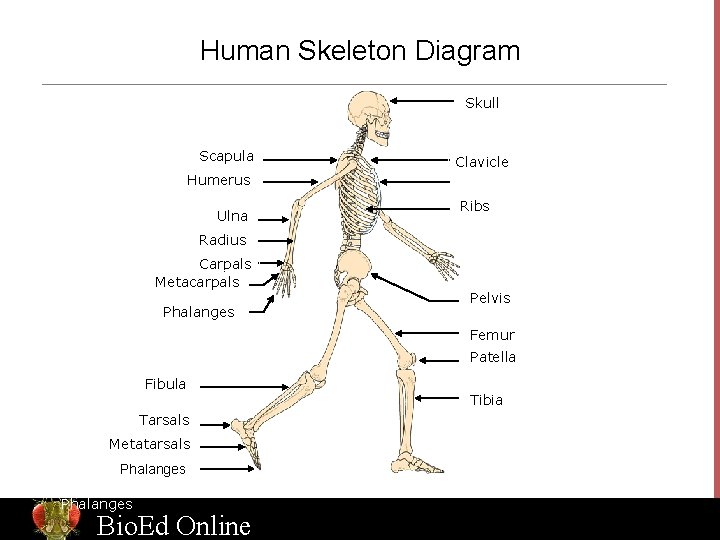 Human Skeleton Diagram Skull Scapula Humerus Ulna Clavicle Sternum Ribs Radius Carpals Metacarpals Phalanges