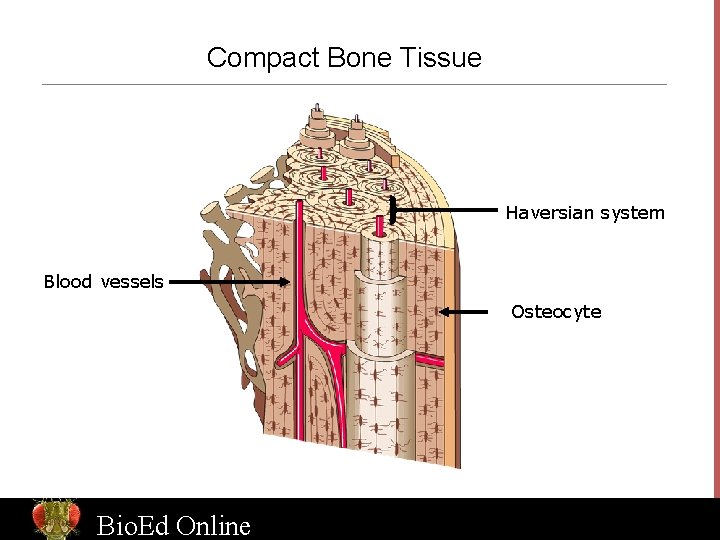 Compact Bone Tissue Haversian system Blood vessels Osteocyte Bio. Ed Online www. Bio. Ed.