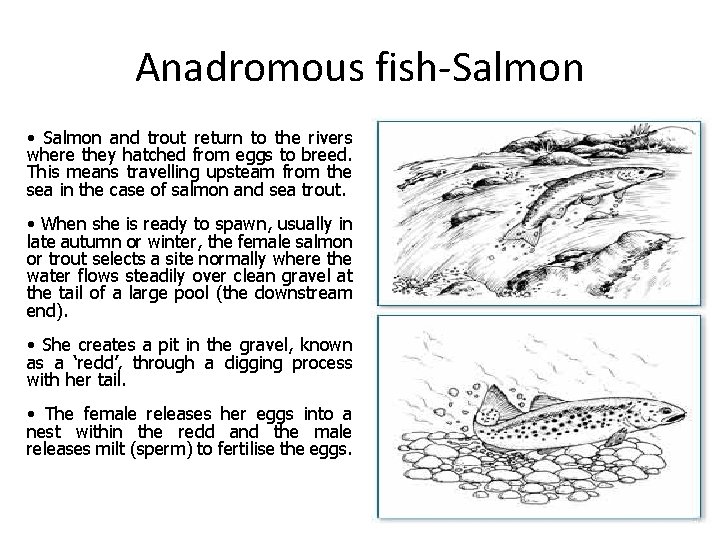 Anadromous fish-Salmon • Salmon and trout return to the rivers where they hatched from