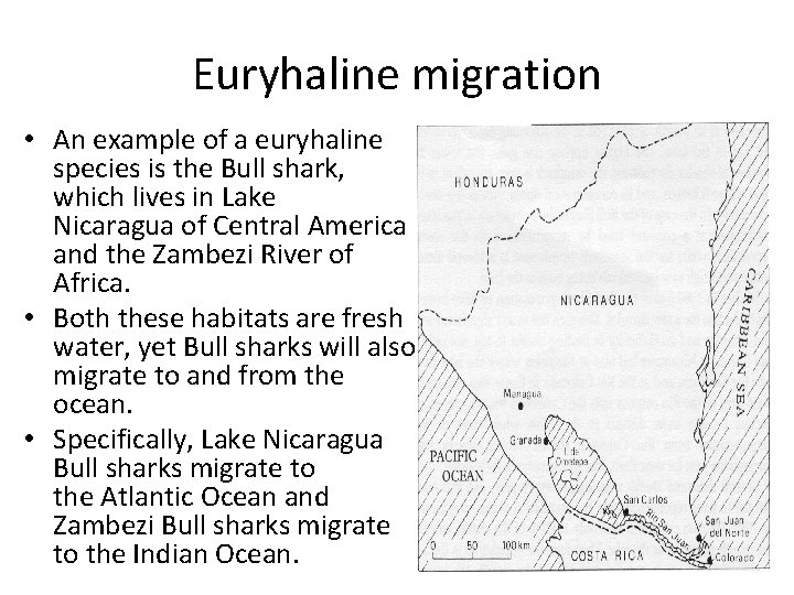 Euryhaline migration • An example of a euryhaline species is the Bull shark, which
