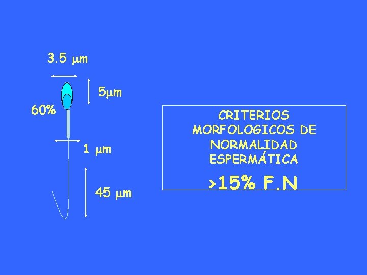 3. 5 m 60% 1 m 45 m CRITERIOS MORFOLOGICOS DE NORMALIDAD ESPERMÁTICA >15%