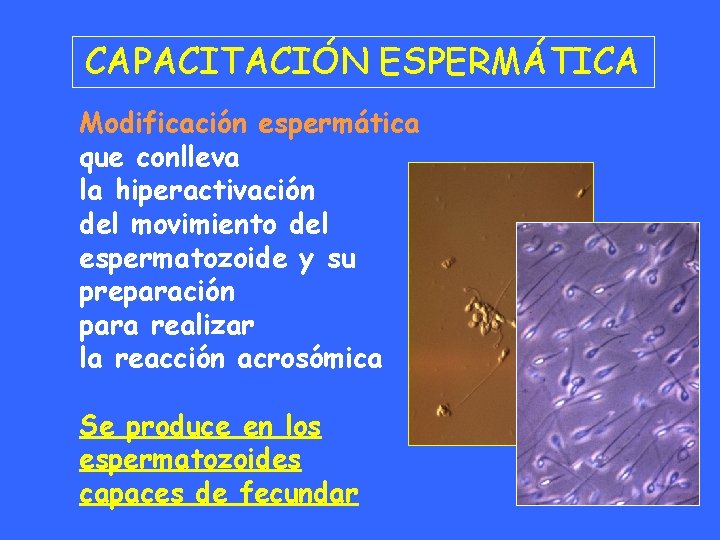 CAPACITACIÓN ESPERMÁTICA Modificación espermática que conlleva la hiperactivación del movimiento del espermatozoide y su