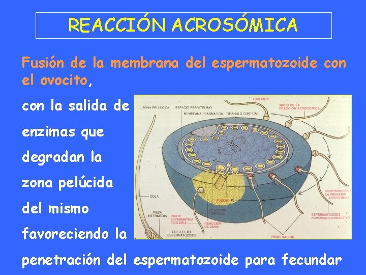 REACCIÓN ACROSÓMICA Fusión de la membrana del espermatozoide con el ovocito, con la salida