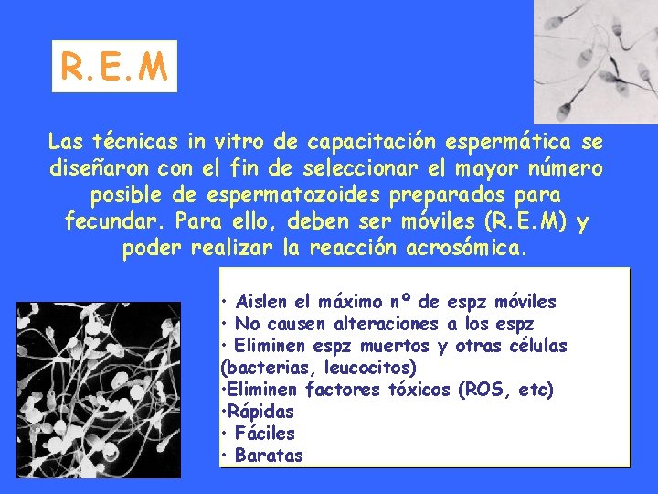 R. E. M Las técnicas in vitro de capacitación espermática se diseñaron con el