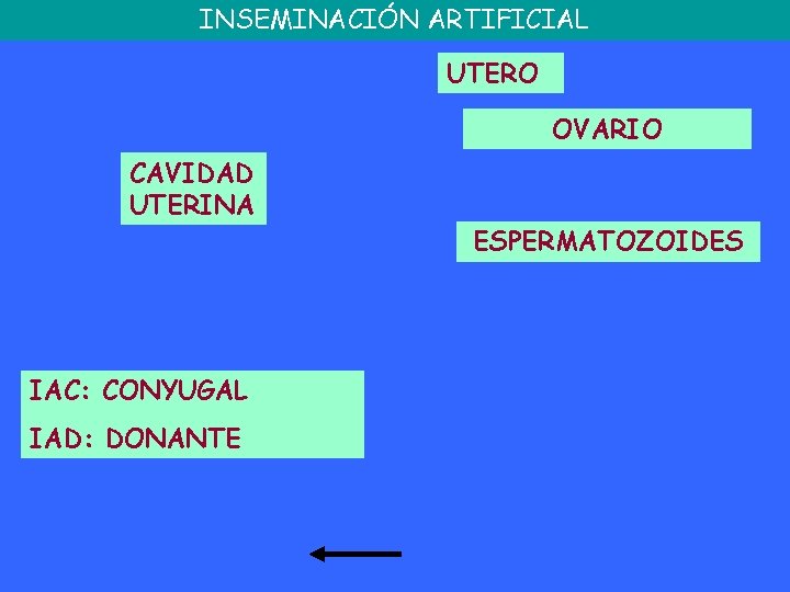 INSEMINACIÓN ARTIFICIAL UTERO OVARIO CAVIDAD UTERINA ESPERMATOZOIDES IAC: CONYUGAL IAD: DONANTE 