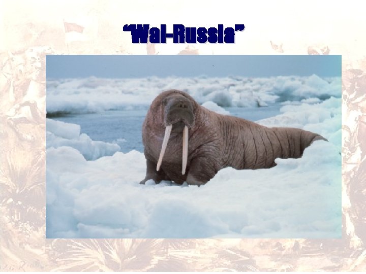 “Wal-Russia” 