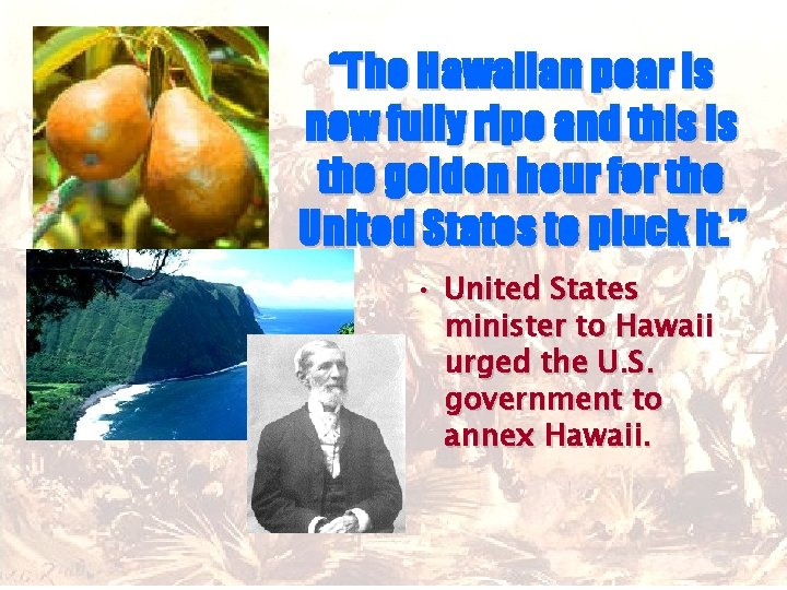 “The Hawaiian pear is now fully ripe and this is the golden hour for