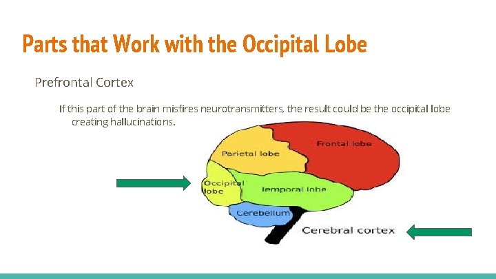 Parts that Work with the Occipital Lobe Prefrontal Cortex If this part of the