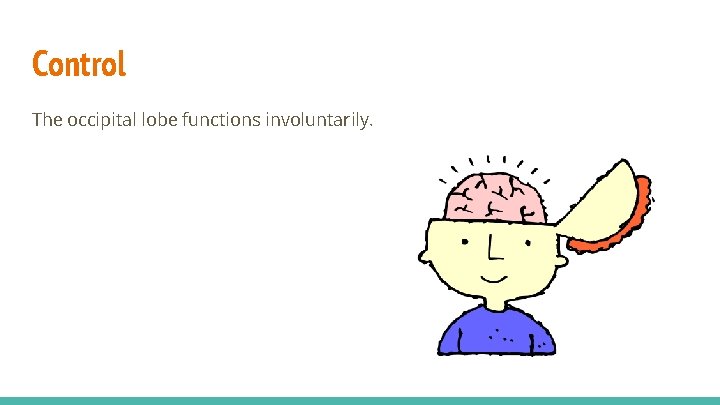 Control The occipital lobe functions involuntarily. 