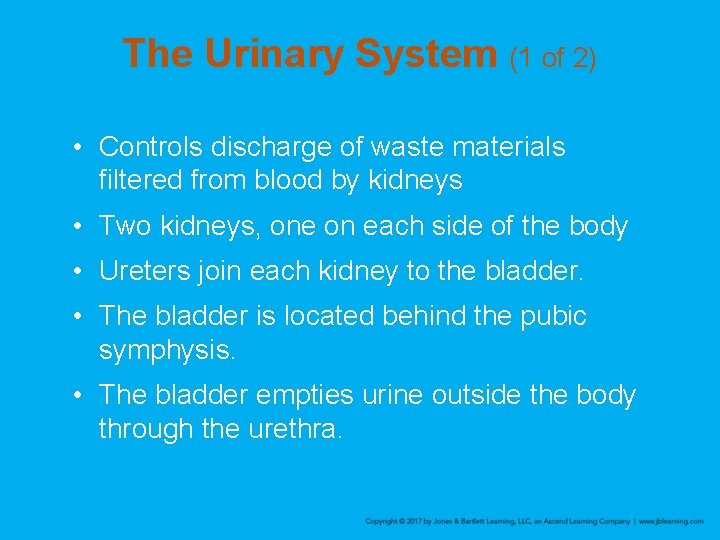 The Urinary System (1 of 2) • Controls discharge of waste materials filtered from
