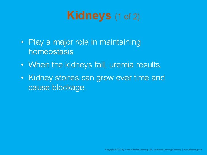 Kidneys (1 of 2) • Play a major role in maintaining homeostasis • When
