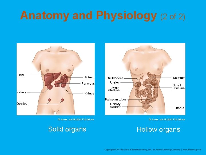 Anatomy and Physiology (2 of 2) © Jones and Bartlett Publishers Solid organs ©