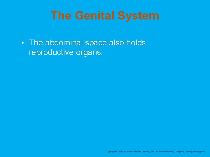 The Genital System • The abdominal space also holds reproductive organs. 