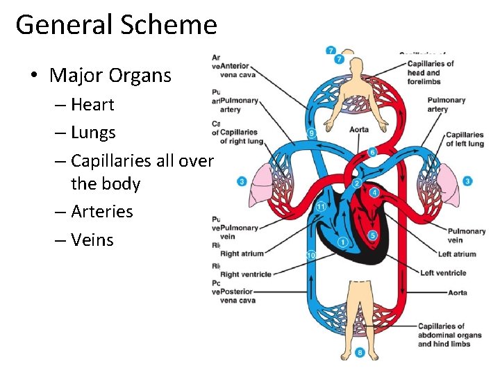 General Scheme • Major Organs – Heart – Lungs – Capillaries all over the