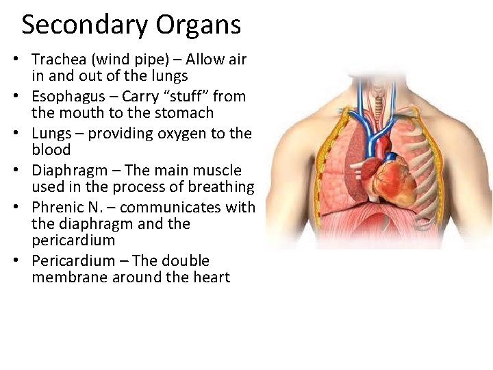 Secondary Organs • Trachea (wind pipe) – Allow air in and out of the