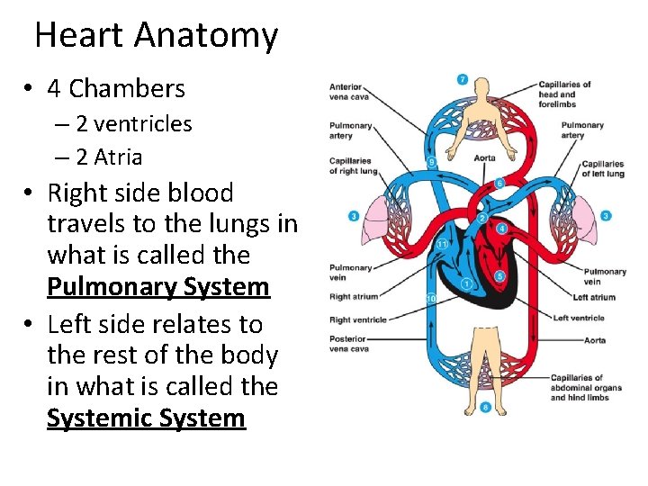 Heart Anatomy • 4 Chambers – 2 ventricles – 2 Atria • Right side