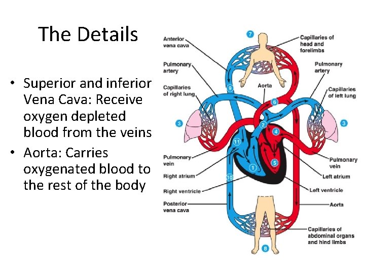 The Details • Superior and inferior Vena Cava: Receive oxygen depleted blood from the