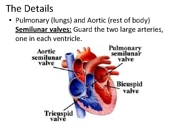 The Details • Pulmonary (lungs) and Aortic (rest of body) Semilunar valves: Guard the