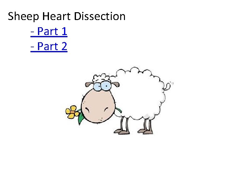 Sheep Heart Dissection - Part 1 - Part 2 