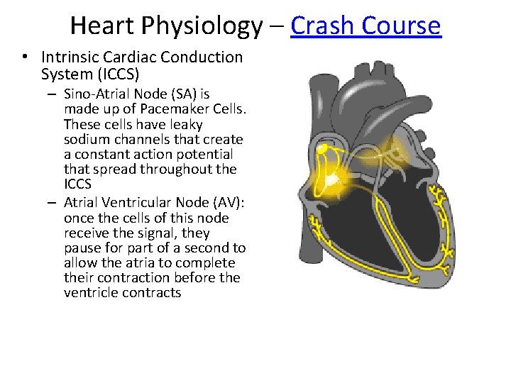 Heart Physiology – Crash Course • Intrinsic Cardiac Conduction System (ICCS) – Sino-Atrial Node