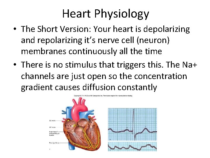 Heart Physiology • The Short Version: Your heart is depolarizing and repolarizing it’s nerve