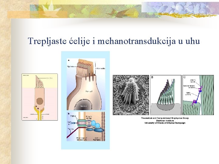 Trepljaste ćelije i mehanotransdukcija u uhu 