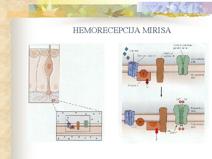 HEMORECEPCIJA MIRISA 