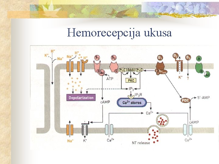 Hemorecepcija ukusa 