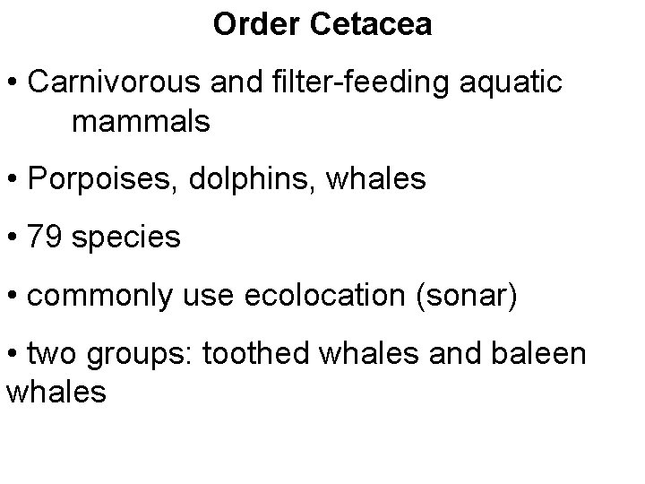 Order Cetacea • Carnivorous and filter-feeding aquatic mammals • Porpoises, dolphins, whales • 79