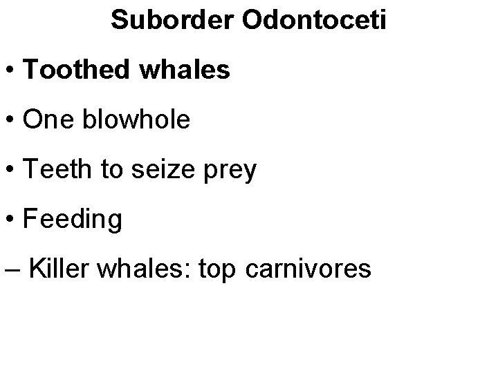 Suborder Odontoceti • Toothed whales • One blowhole • Teeth to seize prey •