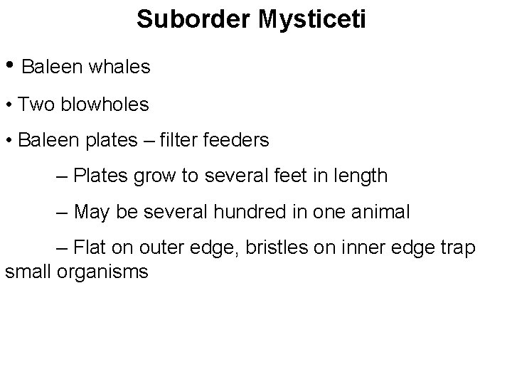 Suborder Mysticeti • Baleen whales • Two blowholes • Baleen plates – filter feeders