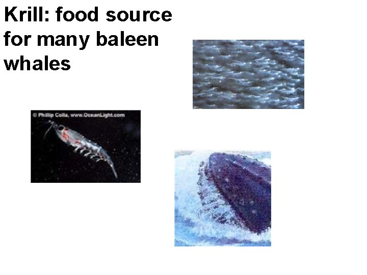Krill: food source for many baleen whales 
