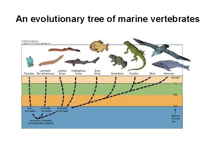 An evolutionary tree of marine vertebrates 