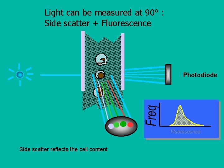 Light can be measured at 90° : Side scatter + Fluorescence Laser Photodiode Fluorescence