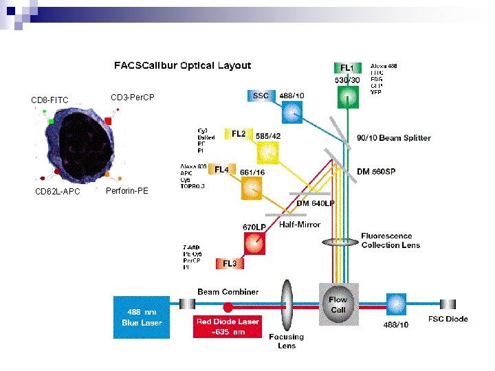 CD 8 -FITC CD 62 L-APC CD 3 -Per. CP Perforin-PE 