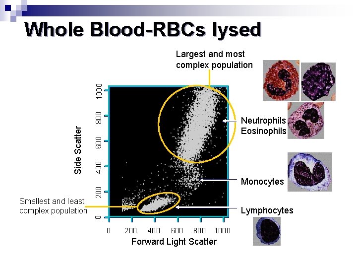 Whole Blood-RBCs lysed 600 400 Monocytes 200 Smallest and least complex population Neutrophils Eosinophils
