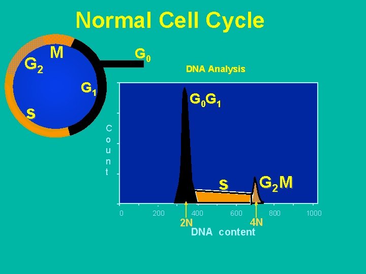 Normal Cell Cycle G 2 M G 0 DNA Analysis G 1 s G