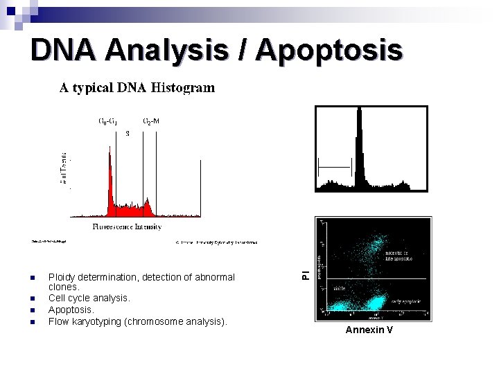 DNA Analysis / Apoptosis n n Ploidy determination, detection of abnormal clones. Cell cycle