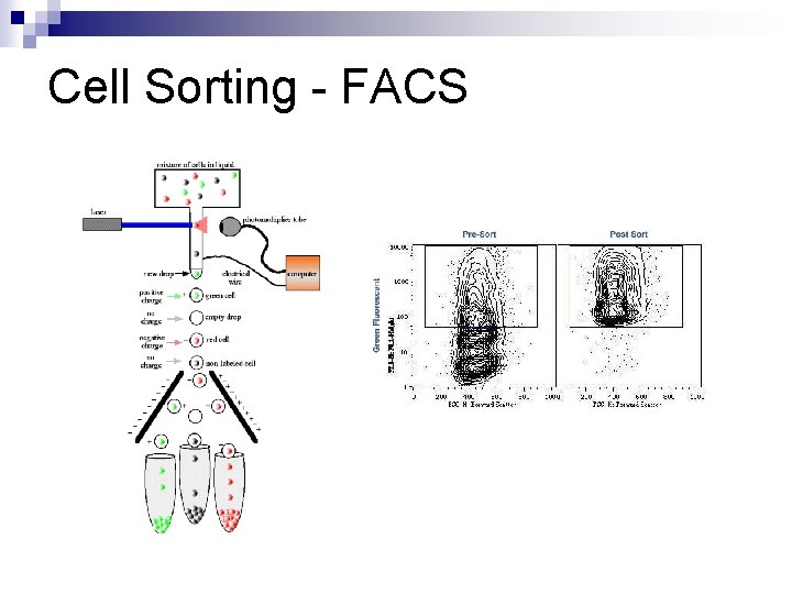 Cell Sorting - FACS 