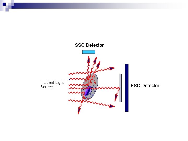 SSC Detector Incident Light Source FSC Detector 