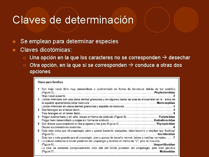 Claves de determinación Se emplean para determinar especies l Claves dicotómicas: l ¡ ¡