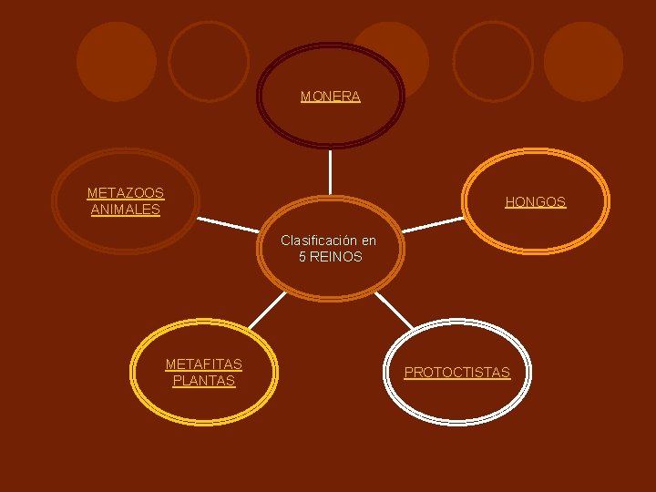 MONERA METAZOOS ANIMALES HONGOS Clasificación en 5 REINOS METAFITAS PLANTAS PROTOCTISTAS 