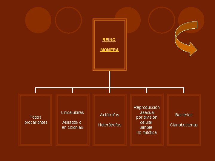 REINO MONERA Unicelulares Todos procariontes Aislados o en colonias Autótrofos Heterótrofos Reproducción asexual por