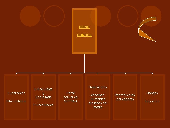 REINO HONGOS Eucariontes Unicelulares y Sobre todo Filamentosos Pluricelulares Heterótrofos Pared celular de QUITINA