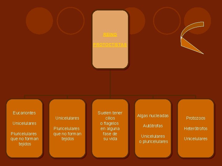 REINO PROTOCTISTAS Eucariontes Unicelulares Pluricelulares que no forman tejidos Suelen tener cilios o flagelos