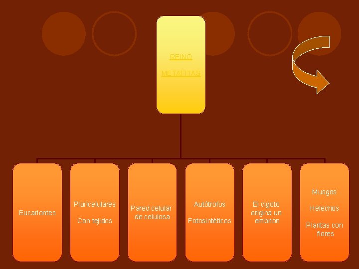 REINO METAFITAS Musgos Pluricelulares Eucariontes Con tejidos Pared celular de celulosa Autótrofos Fotosintéticos El